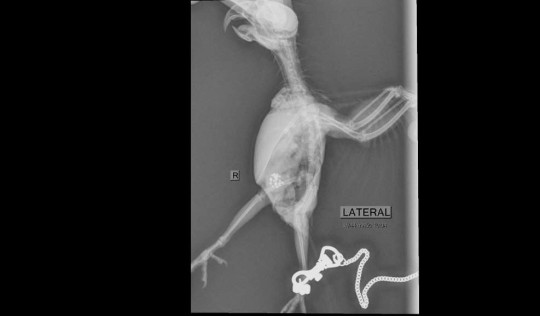 X ray showing beads inside the stomach of the bird